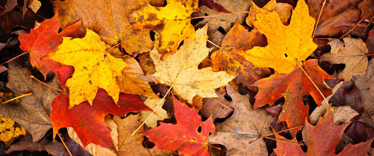 Capi Maglieria Autunno 2025: 5 modelli essenziali per outfit con temperature variabili.